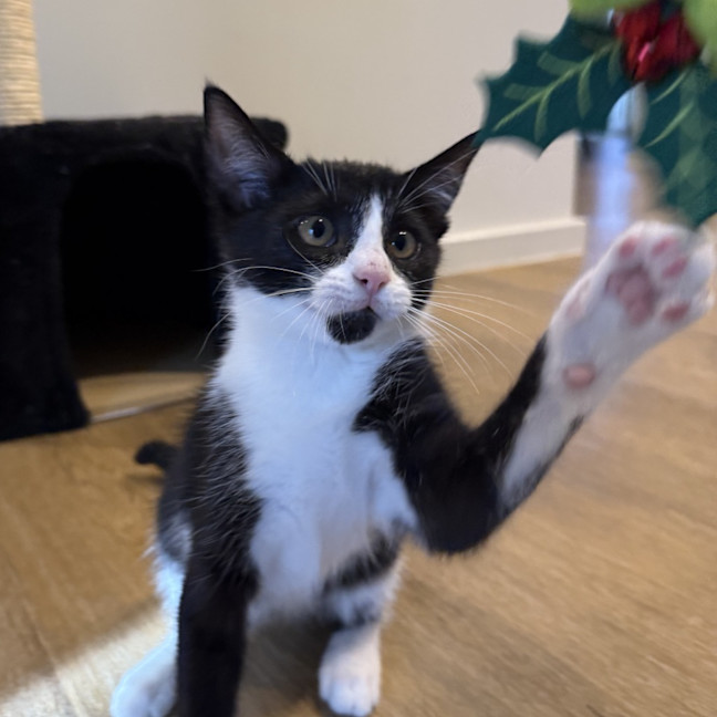 Photo of Tilly