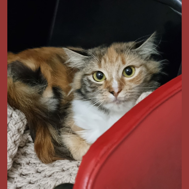 Photo of Birdie