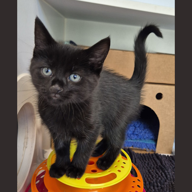 Photo of Inky
