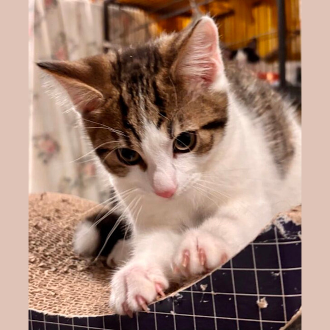 Photo of Tank