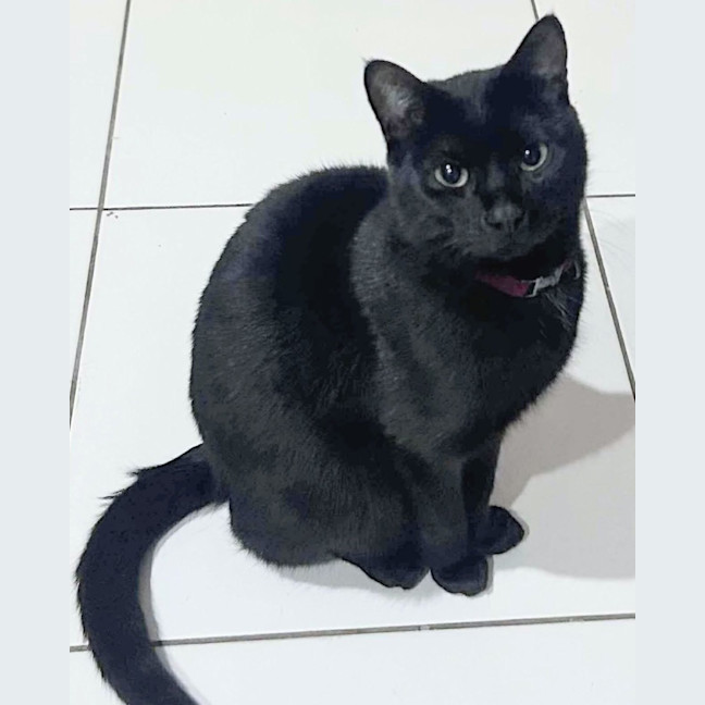 Photo of Salem 
