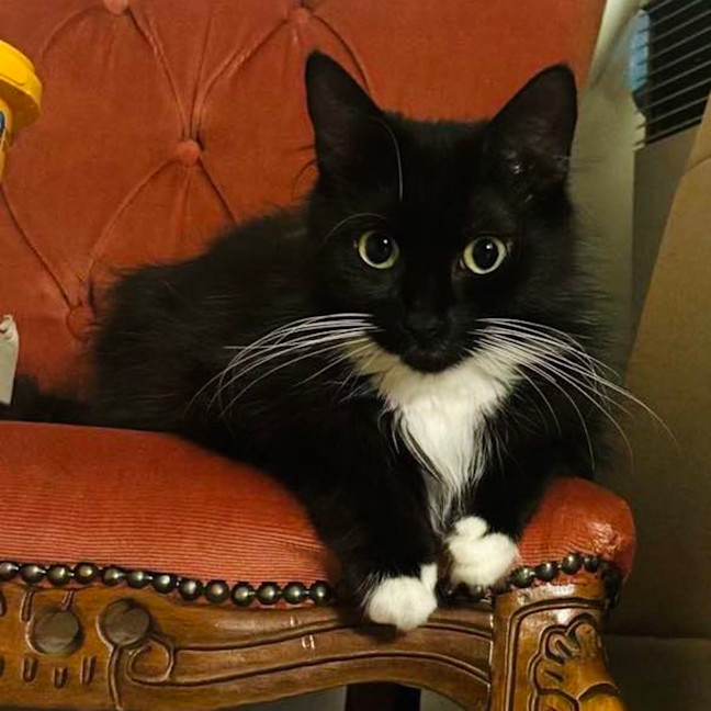 Photo of Yoko   Located In Carlton