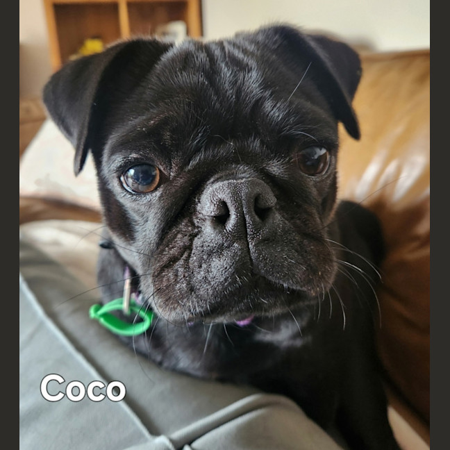 Photo of Coco