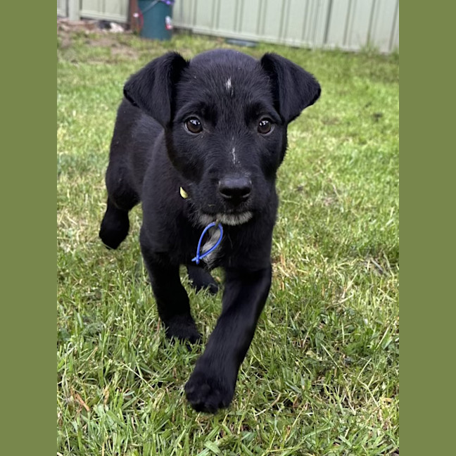 Photo of Leo   8 Week Old Wolfhound X