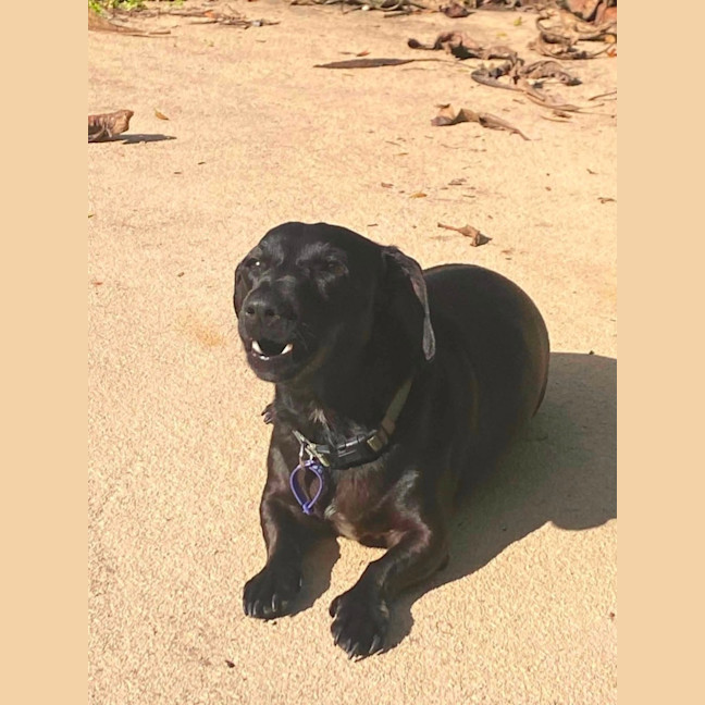 Photo of Luna