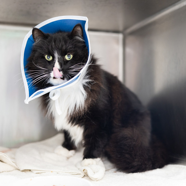 Photo of Sylvester