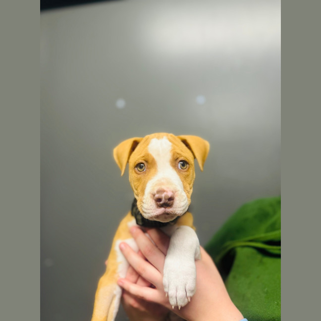 Photo of Onyx