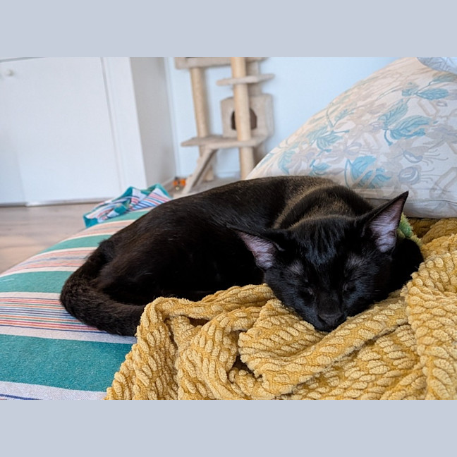 Photo of Basil   In Foster Care In Glenroy