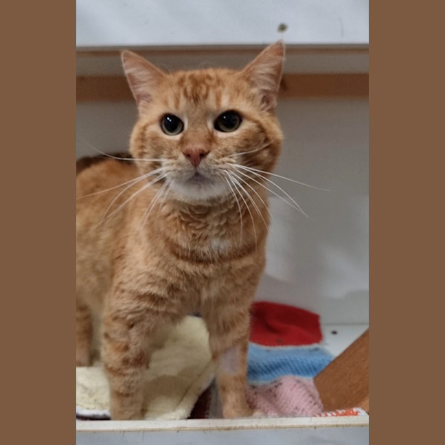 Photo of Cheeto