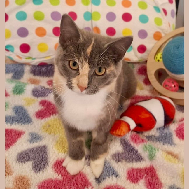 Photo of Pepper