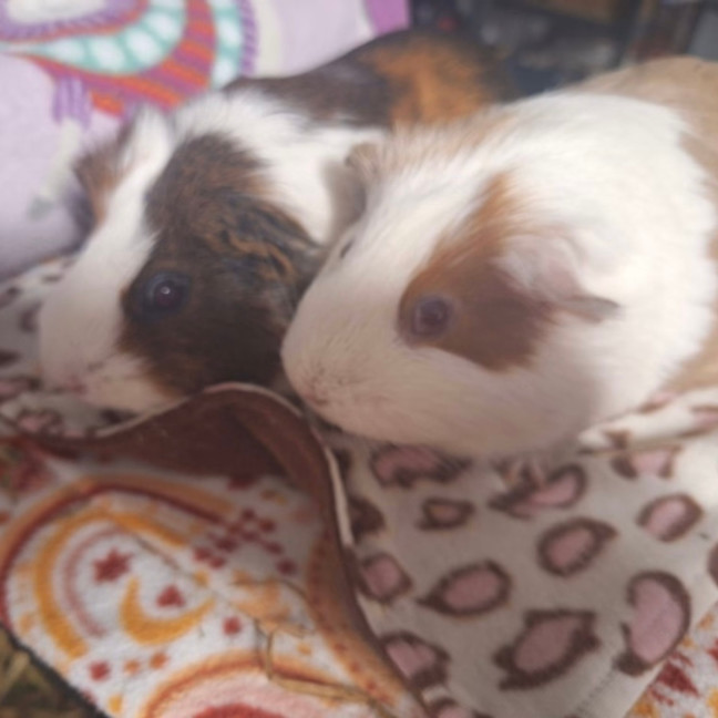 Photo of Hazel & Cocoa