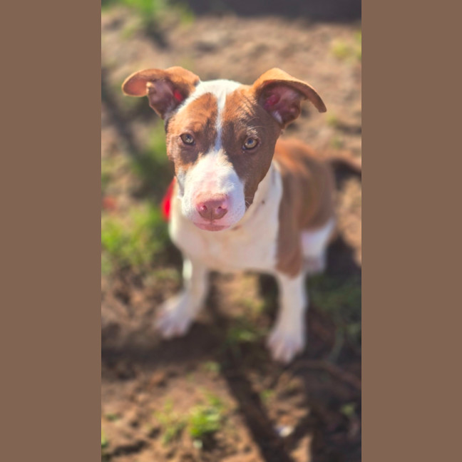 Photo of Twist