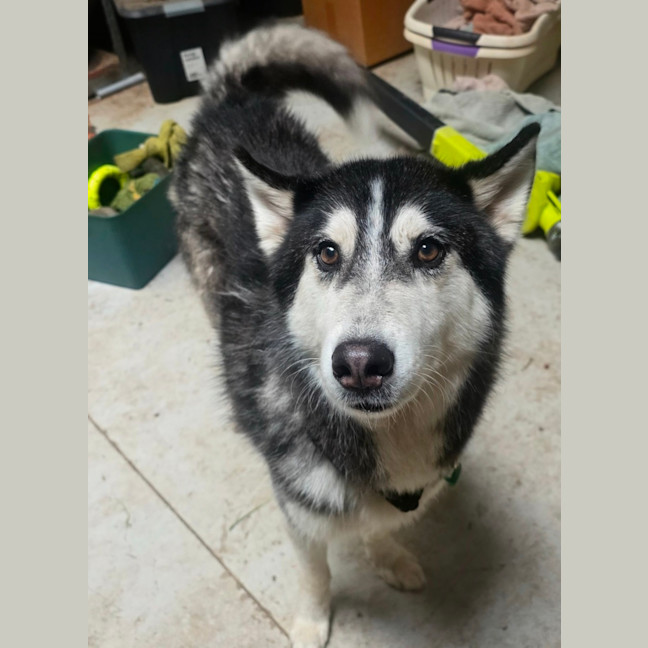 Photo of Zorro