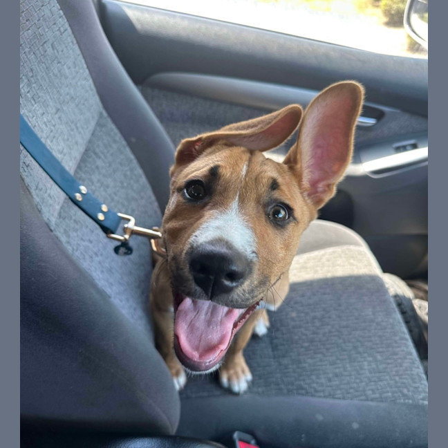 Photo of Archie (0044)