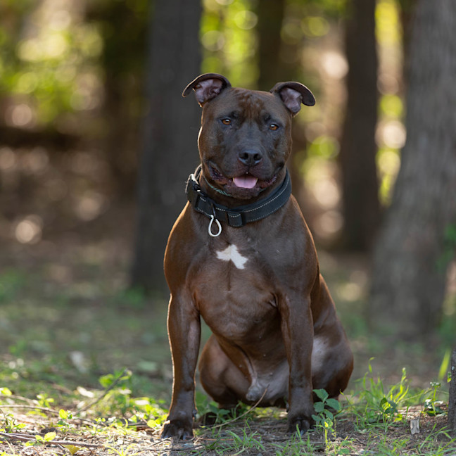 Photo of Opi