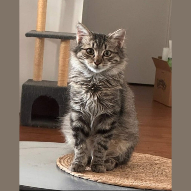Photo of Atlas