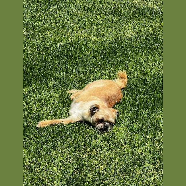 Photo of Otis   7 Year Old Brussels Griffon
