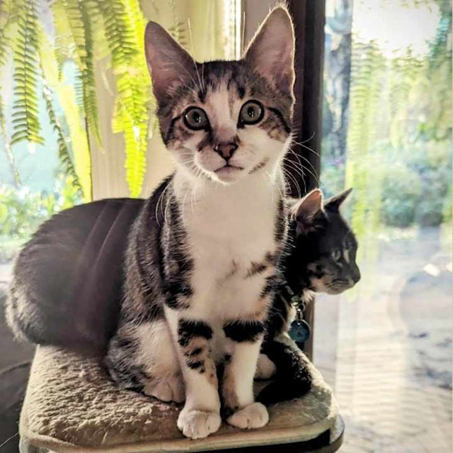 Photo of Ackee **2nd Chance Cat Rescue**