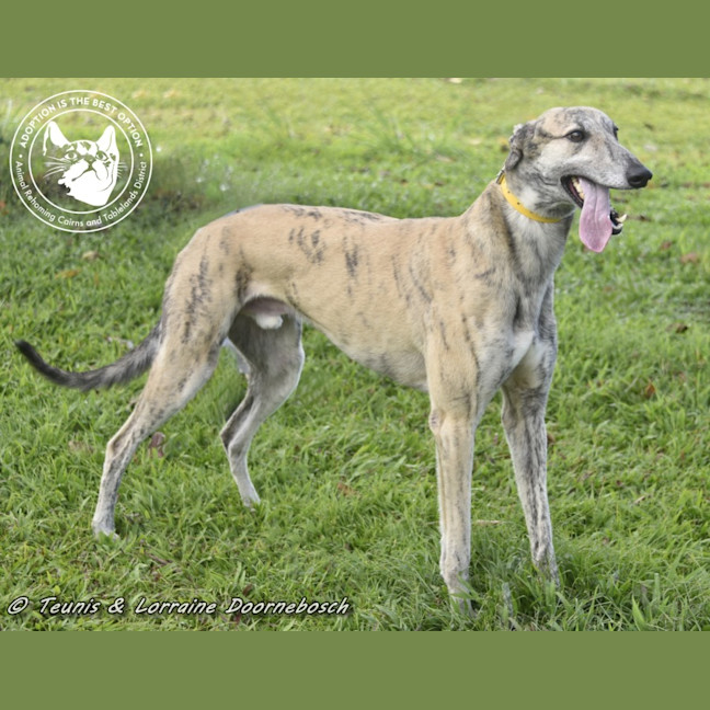 Photo of Tiger Racing Name Nyngan Tiger