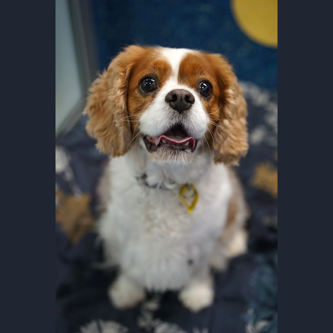 Photo of Gracie