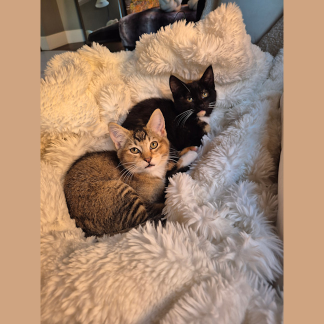 Photo of Peanut