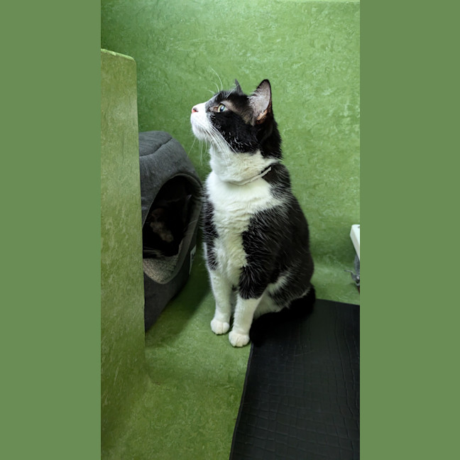Photo of Peppy (Bonded With Ivy)