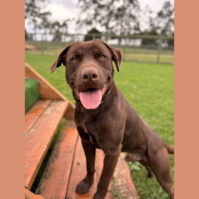 Photo of Bear