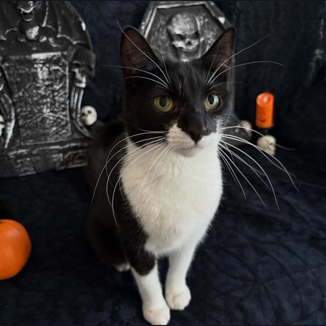 Photo of Sevika **2nd Chance Cat Rescue**