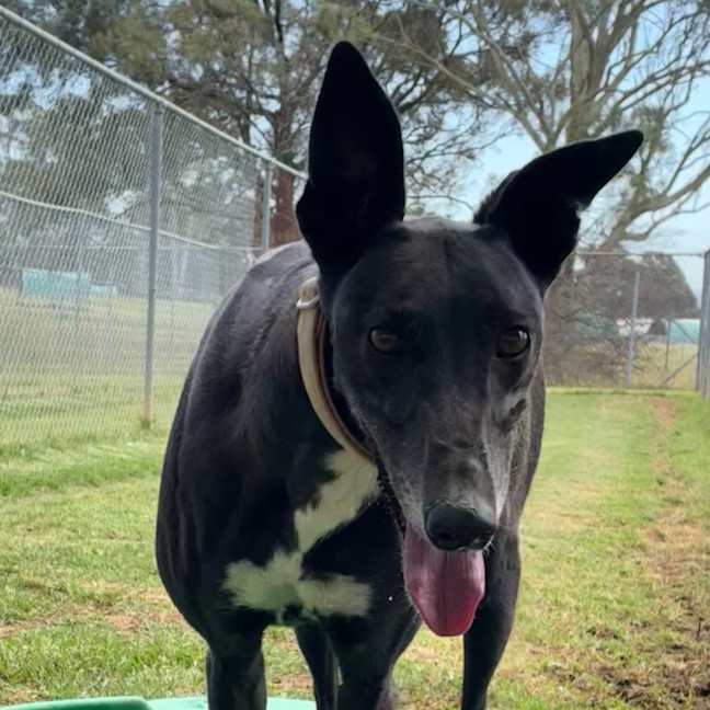 Photo of Veselka The Greyhound