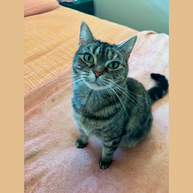 Photo of Birdie   In Foster Care In Richmond