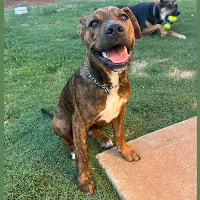 Photo of Chestnut (Chester)