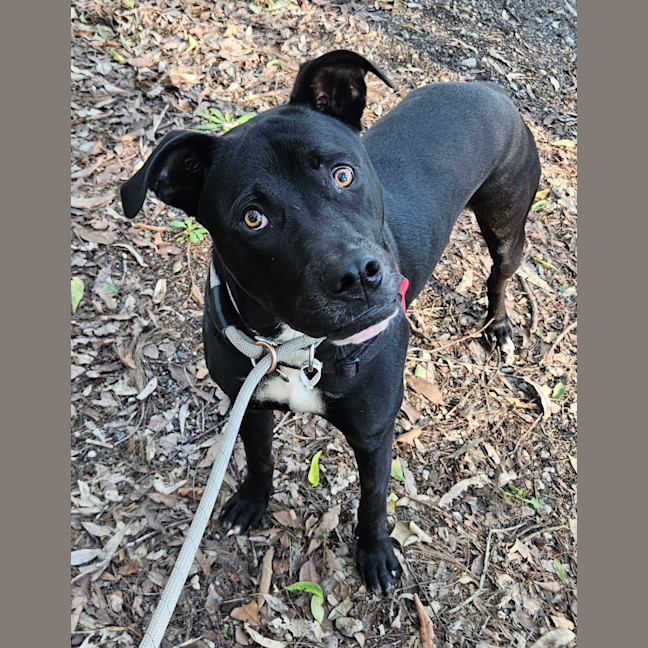 Photo of Onyx