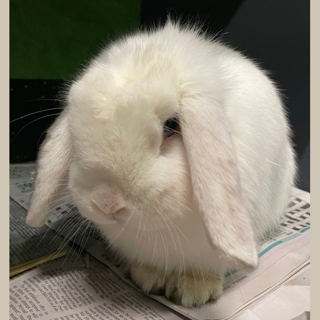 Photo of Charlie 