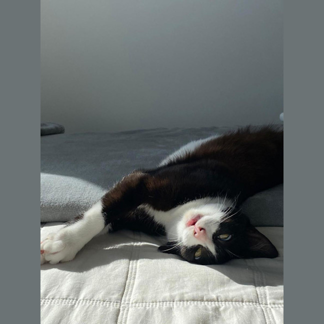 Photo of Sitka