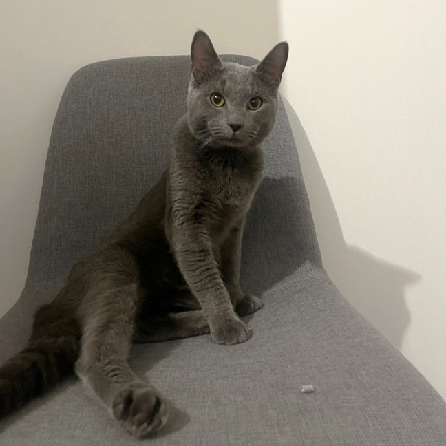 Photo of Charcoal