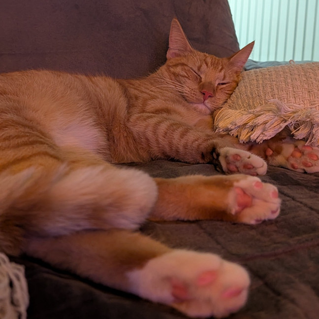 Photo of Griffin