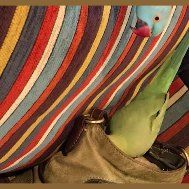 Photo of Bilbo And Fish