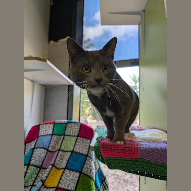 Photo of Basil