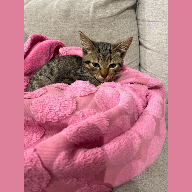 Photo of Tinkerbell