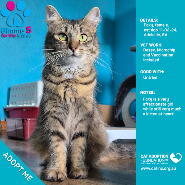 Photo of Foxy Only $50 Limited Time!