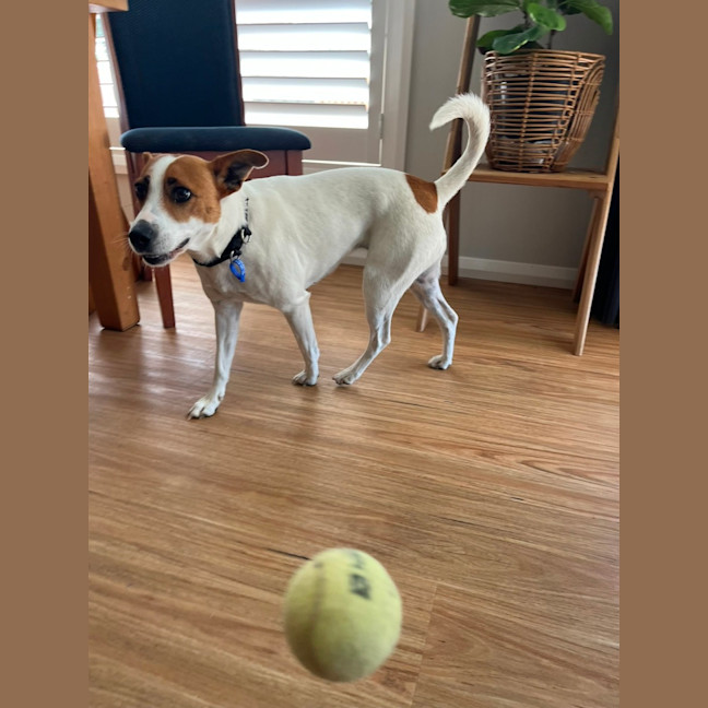 Photo of Mila   5 Year Old Jack Russell Terrier X