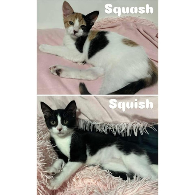 Photo of 11651/2   Squish & Squash