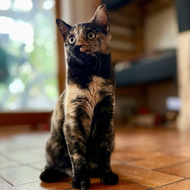 Photo of Dara   In Foster Care In Brunswick