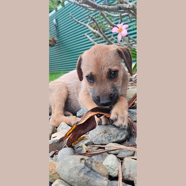 Photo of Samurai