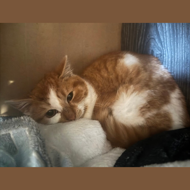 Photo of Cheeto