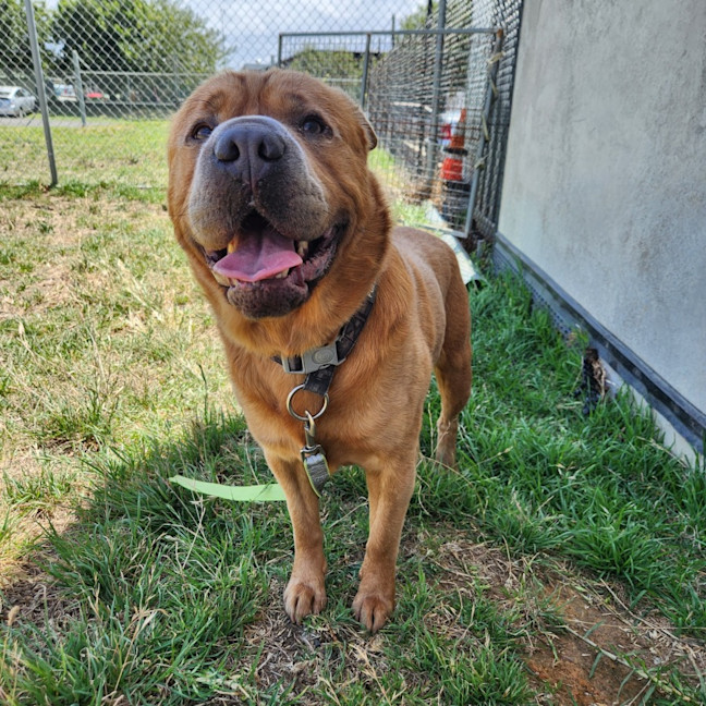 Photo of Bear (65102)