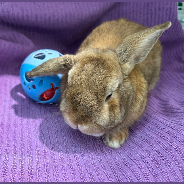 Photo of Strawberry And Popcorn 