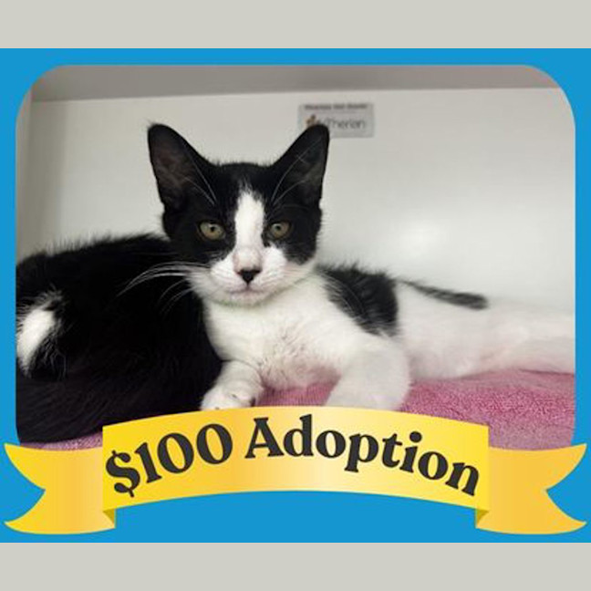 Photo of Batman