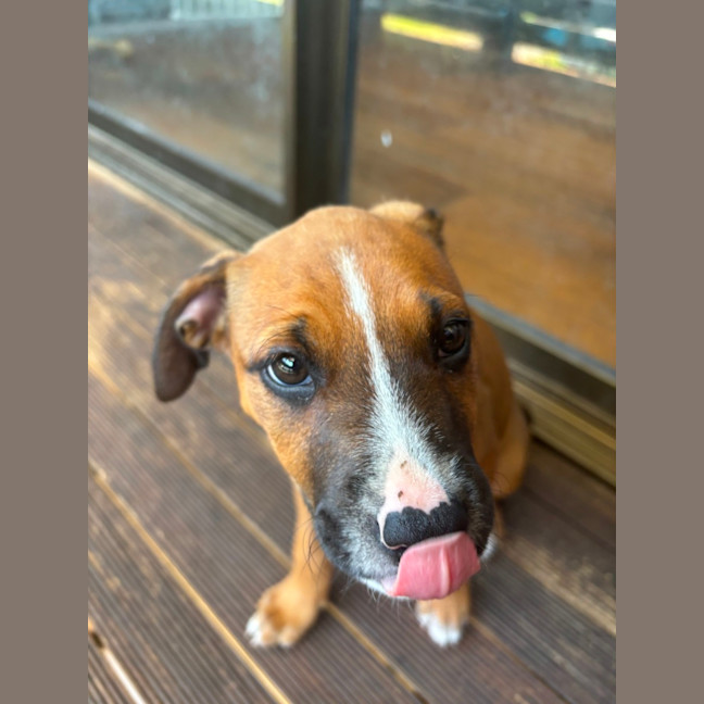 Photo of Darla   11 Week Old Kelpie X