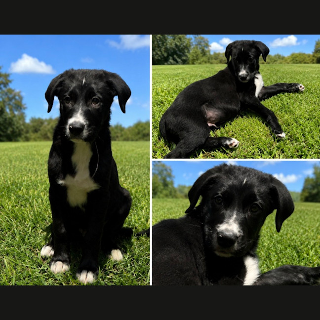 Photo of Bandit